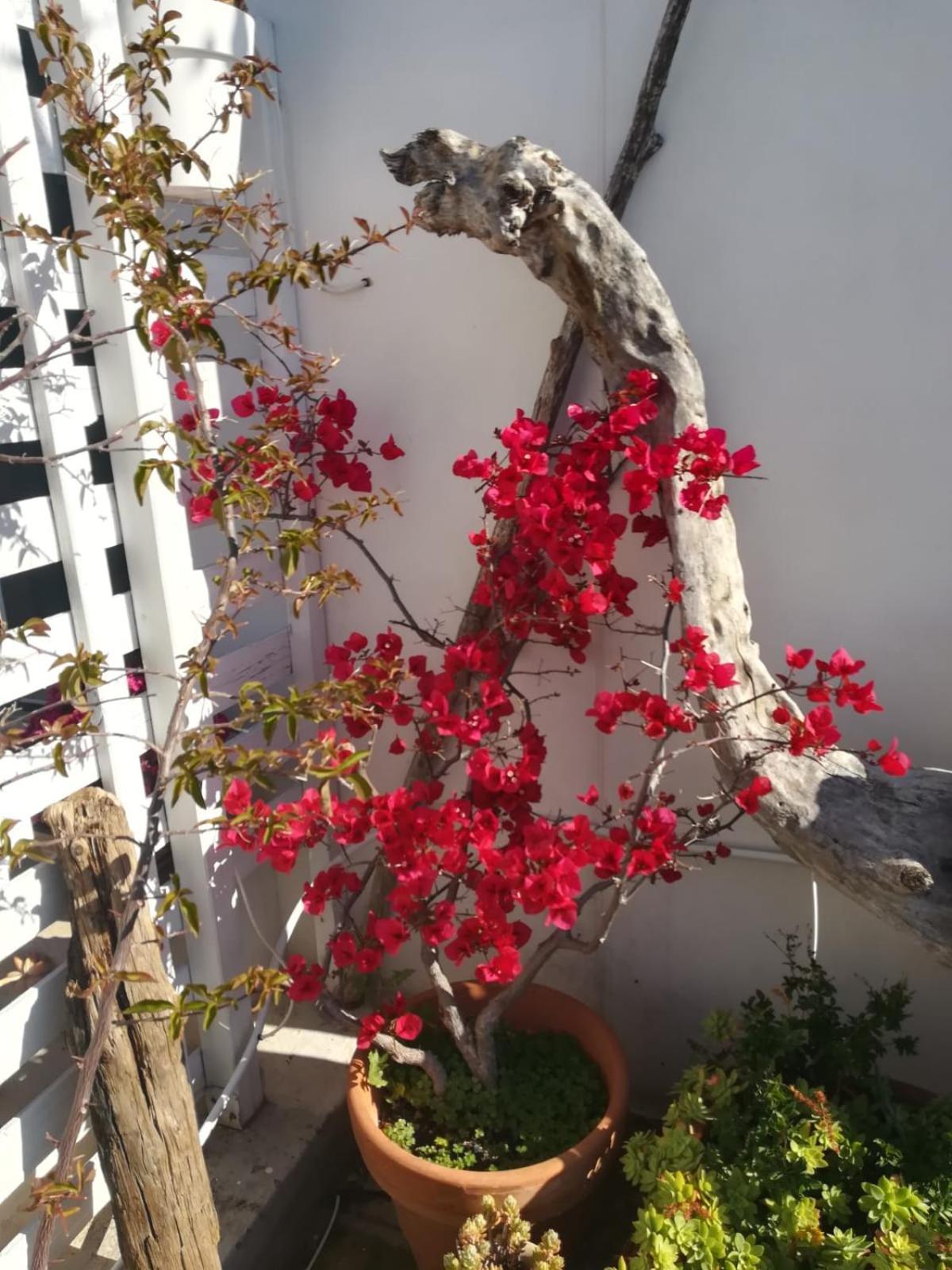 Mandorleolio Bed and Breakfast Polignano a Mare Exteriör bild