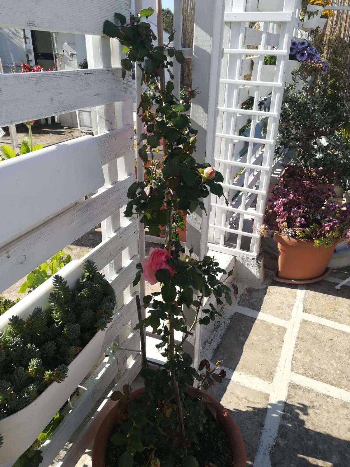 Mandorleolio Bed and Breakfast Polignano a Mare Exteriör bild