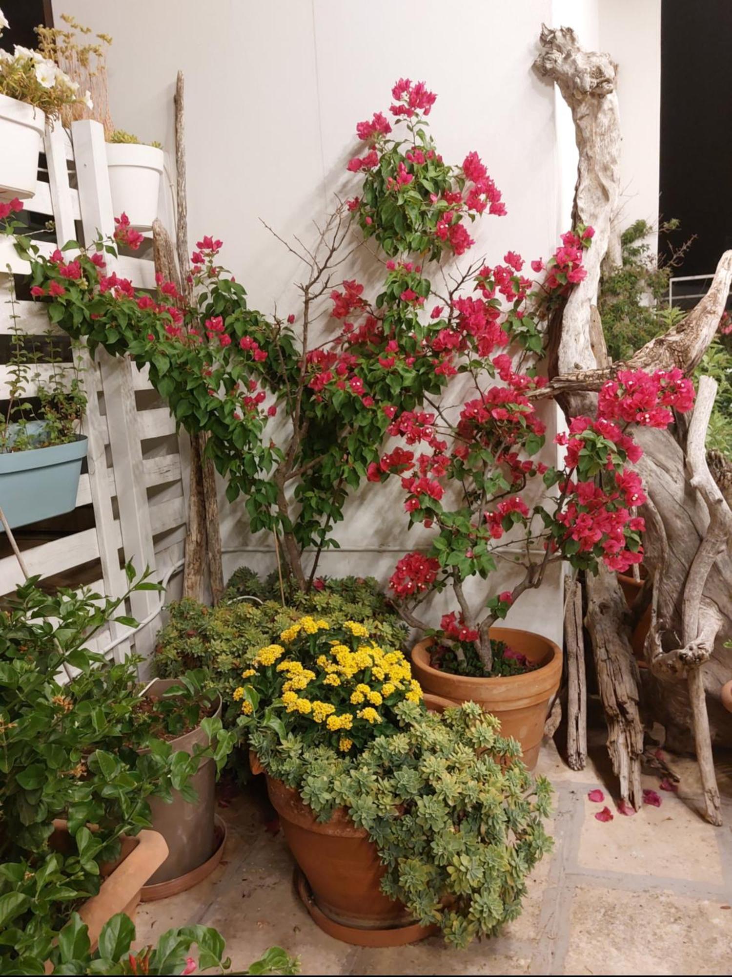Mandorleolio Bed and Breakfast Polignano a Mare Exteriör bild